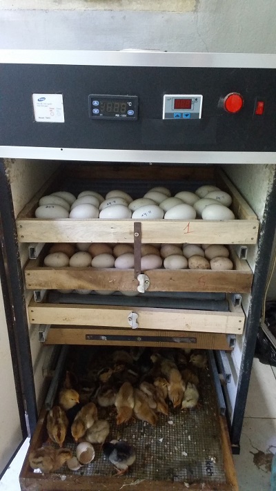 Bán máy ấp trứng gà vịt ở tại tỉnh Bình Dương 