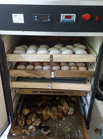 Máy ấp trứng loại 100 trứng